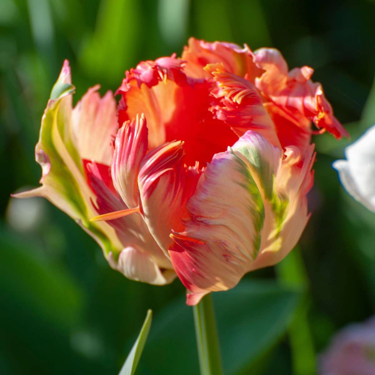 Tulipe - Set de 21 - Tulipa 'Apricot Parrot' - Bulbes à fleurs - Rose