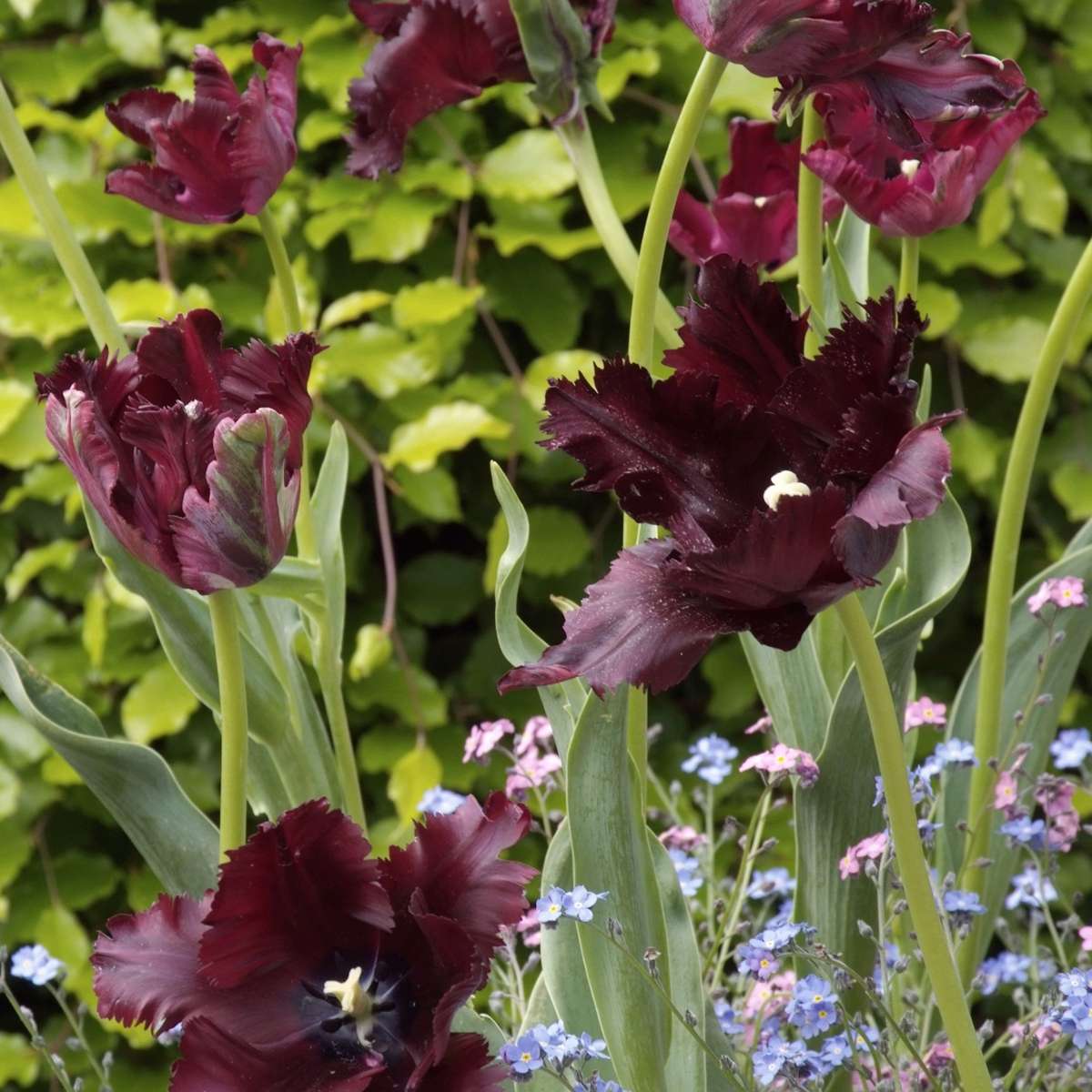 Tulipe - Set de 14 - Tulipa 'Black Parrot' - Bulbes à fleurs - Violet