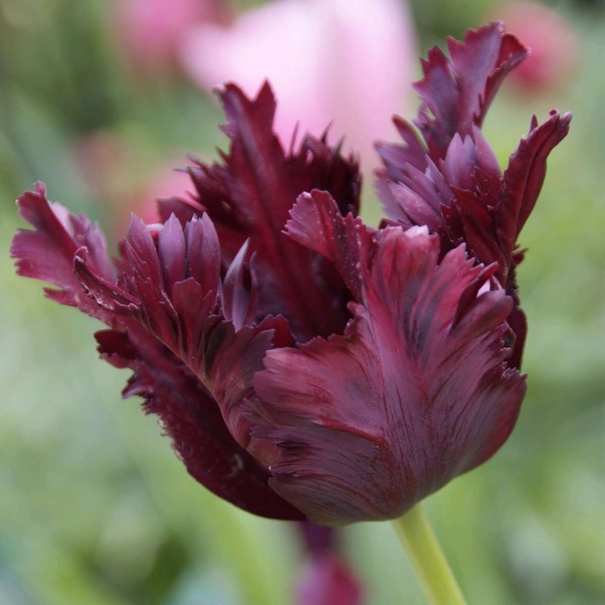 Tulipe - Set de 14 - Tulipa 'Black Parrot' - Bulbes à fleurs - Violet