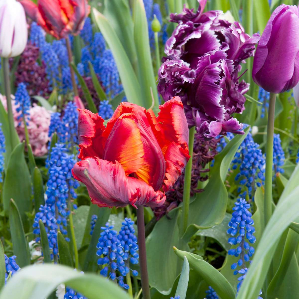 Tulipe - Set de 20 - Tulipa 'Rasta Parrot' - Bulbes à fleurs - Blanc - TD Plantz