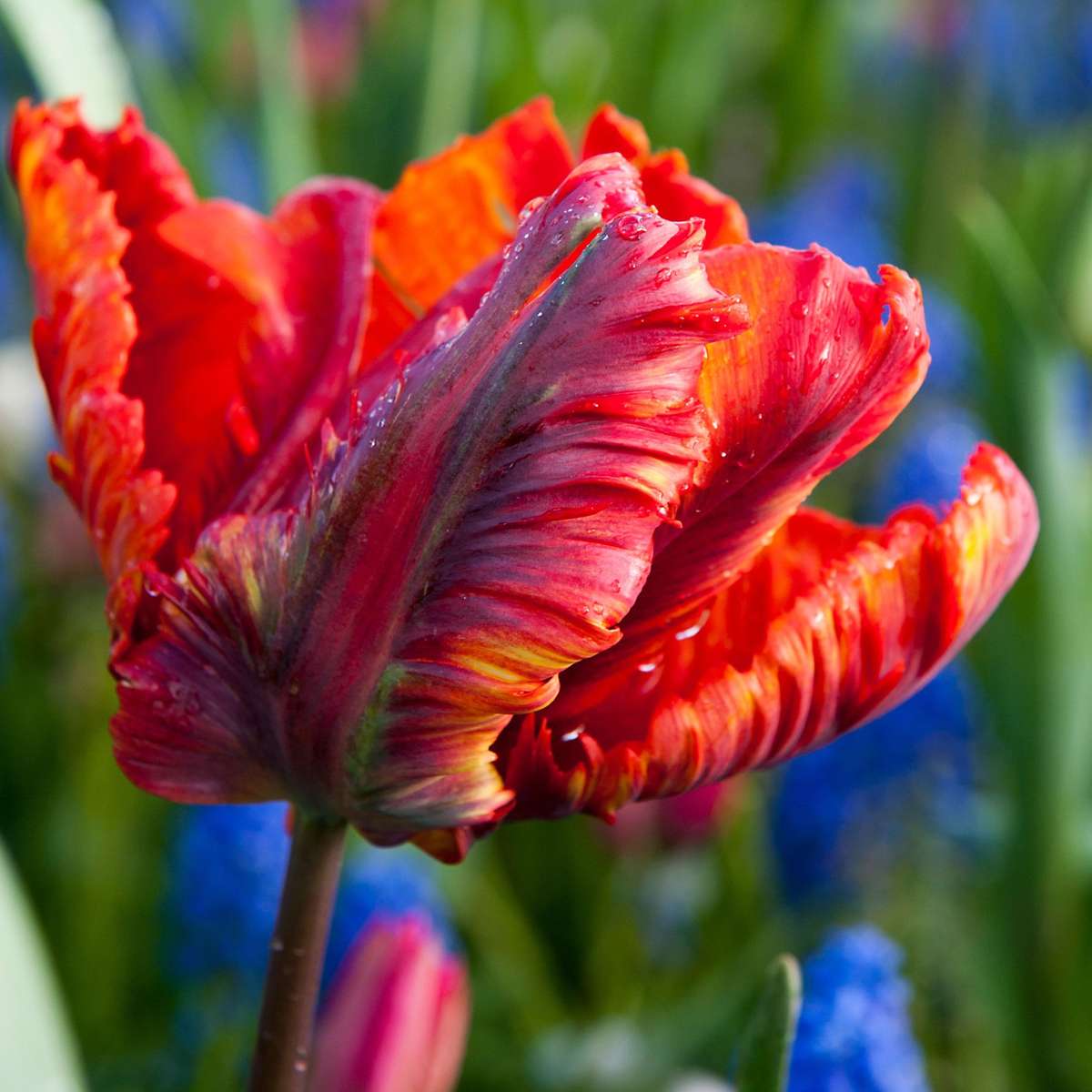 Tulipe - Set de 20 - Tulipa 'Rasta Parrot' - Bulbes à fleurs - Blanc - TD Plantz