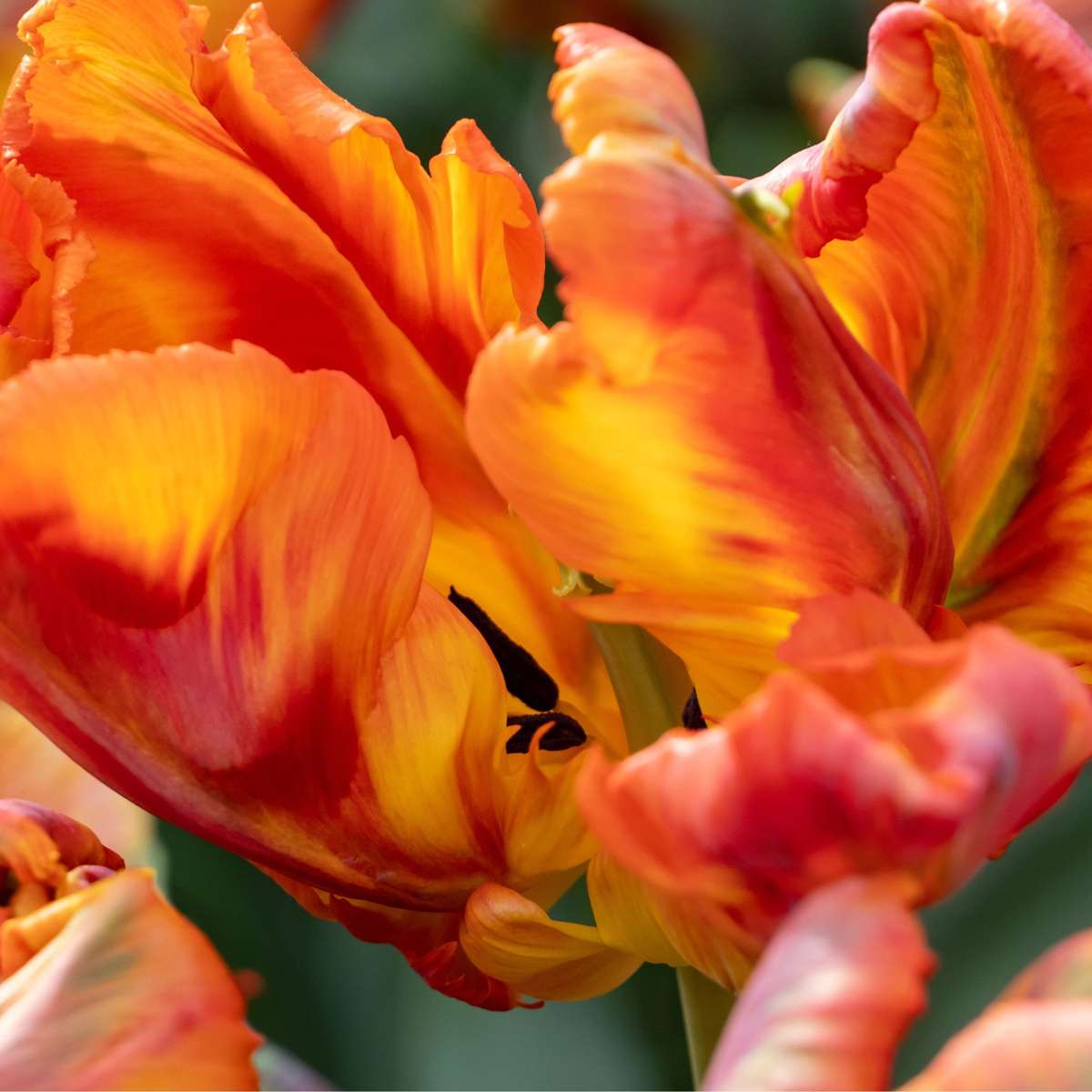 Tulipe - Set de 20 - Tulipa 'Rasta Parrot' - Bulbes à fleurs - Blanc - TD Plantz