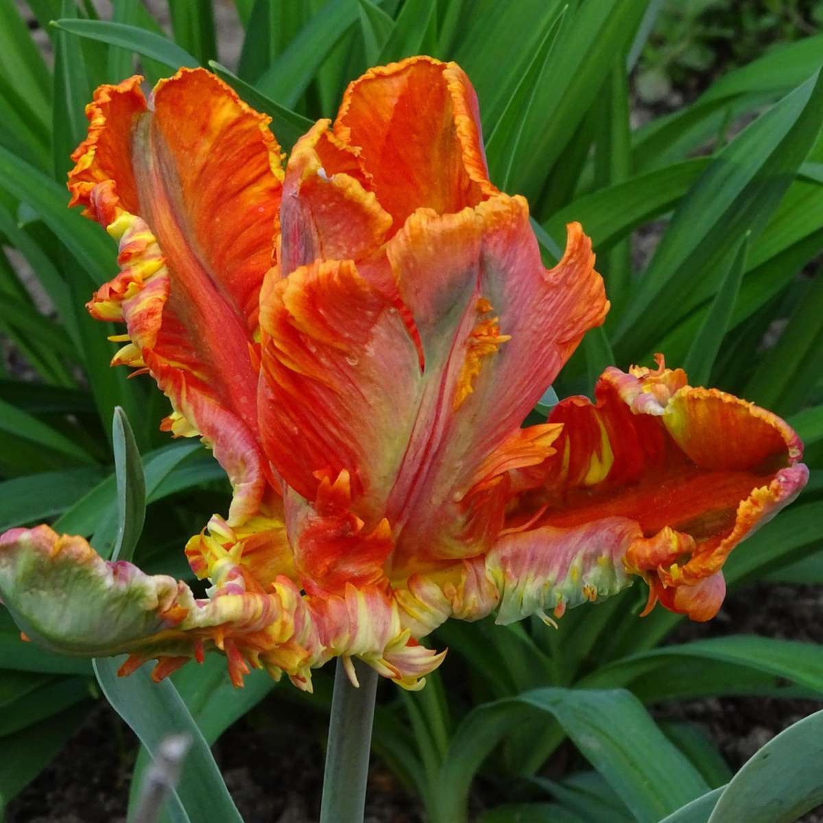 Tulipe - Set de 20 - Tulipa 'Rasta Parrot' - Bulbes à fleurs - Blanc - TD Plantz