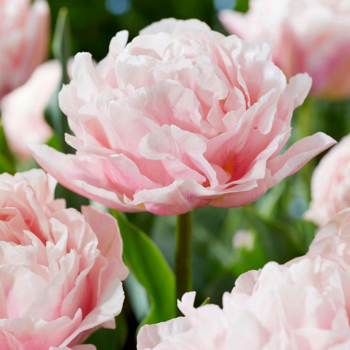 Tulipe - Set de 25 - Tulipa 'Dreamer' - Bulbes à fleurs - Rose