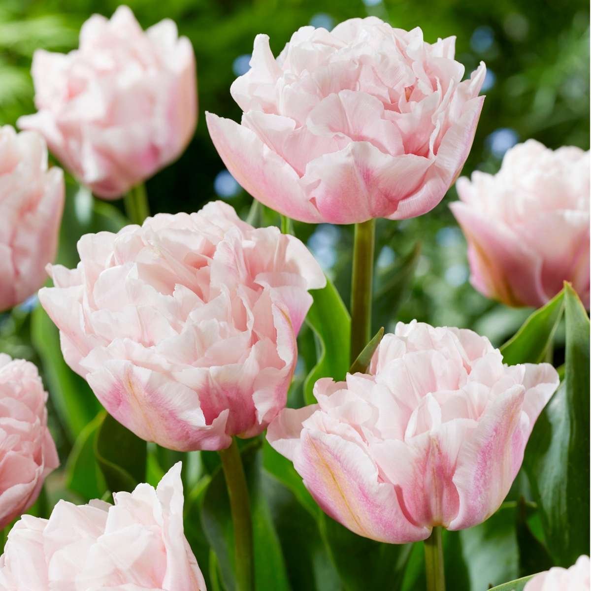 Tulipe - Set de 25 - Tulipa 'Dreamer' - Bulbes à fleurs - Rose