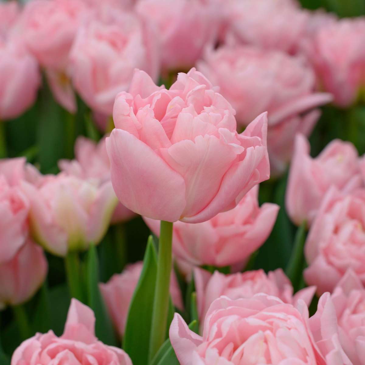 Tulipe - Set de 25 - Tulipa 'Dreamer' - Bulbes à fleurs - Rose