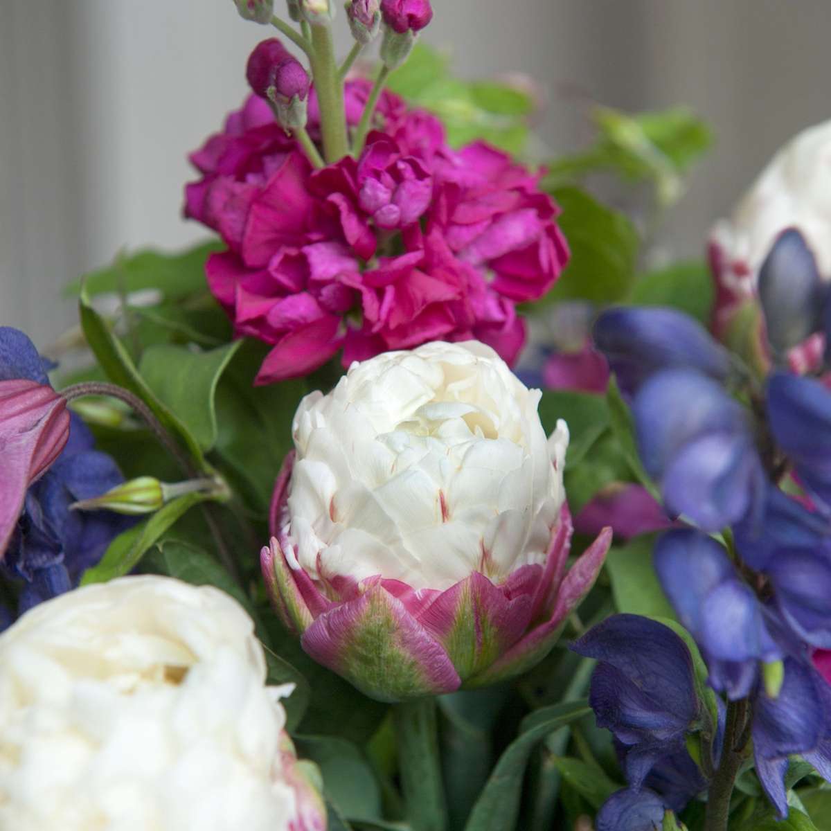 Tulip bulbs - 15 pcs. - Tulipa 'Ice Cream' - Flower Bulbs - Purple