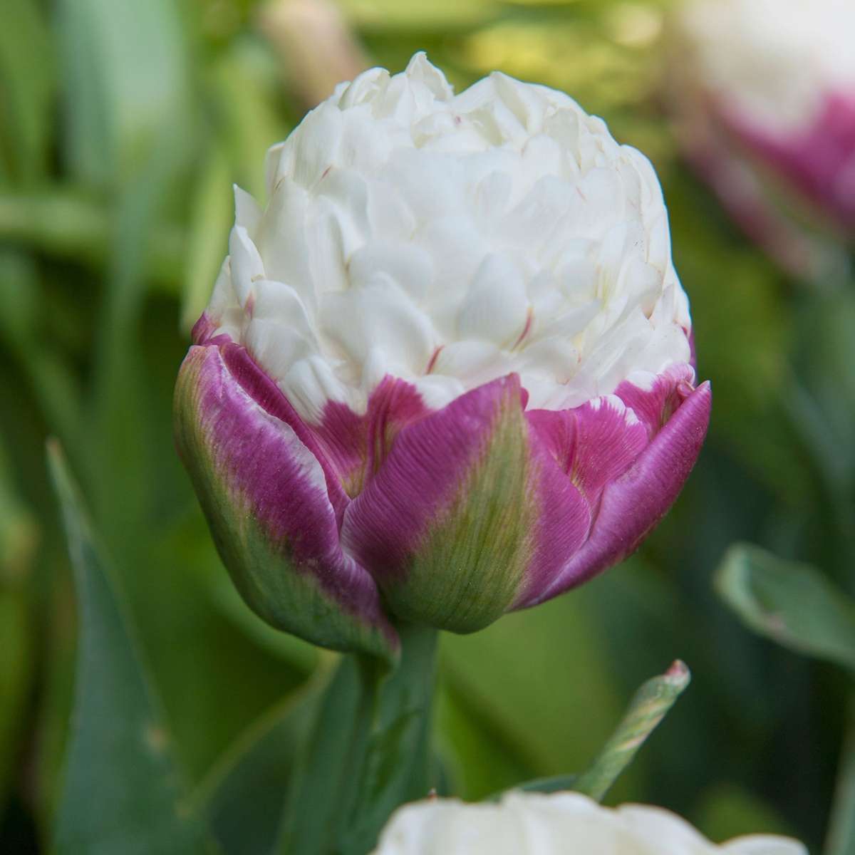 Tulip bulbs - 15 pcs. - Tulipa 'Ice Cream' - Flower Bulbs - Purple