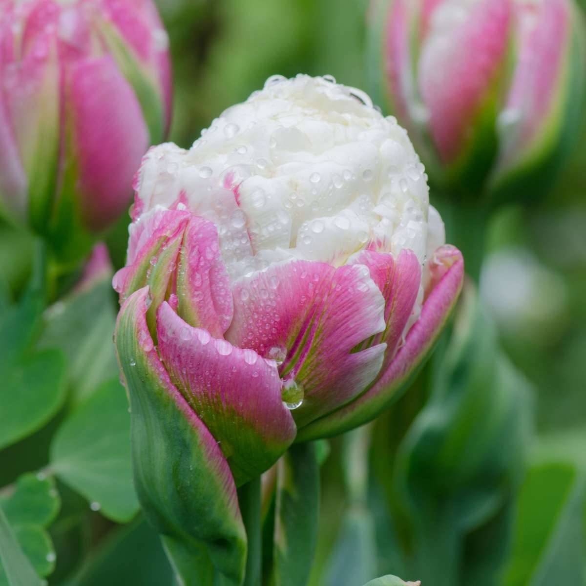 Tulip bulbs - 15 pcs. - Tulipa 'Ice Cream' - Flower Bulbs - Purple
