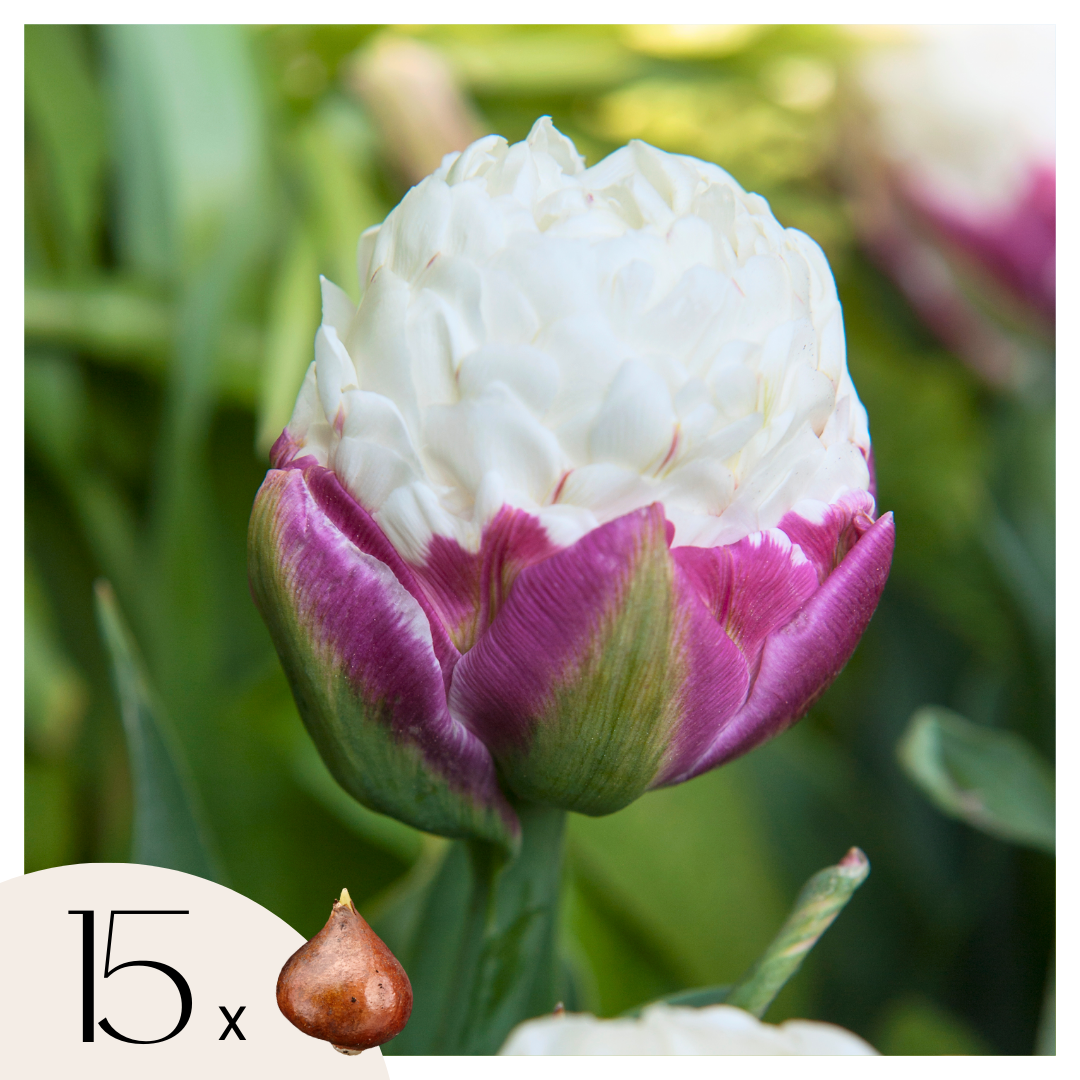 Tulip bulbs - 15 pcs. - Tulipa 'Ice Cream' - Flower Bulbs - Purple