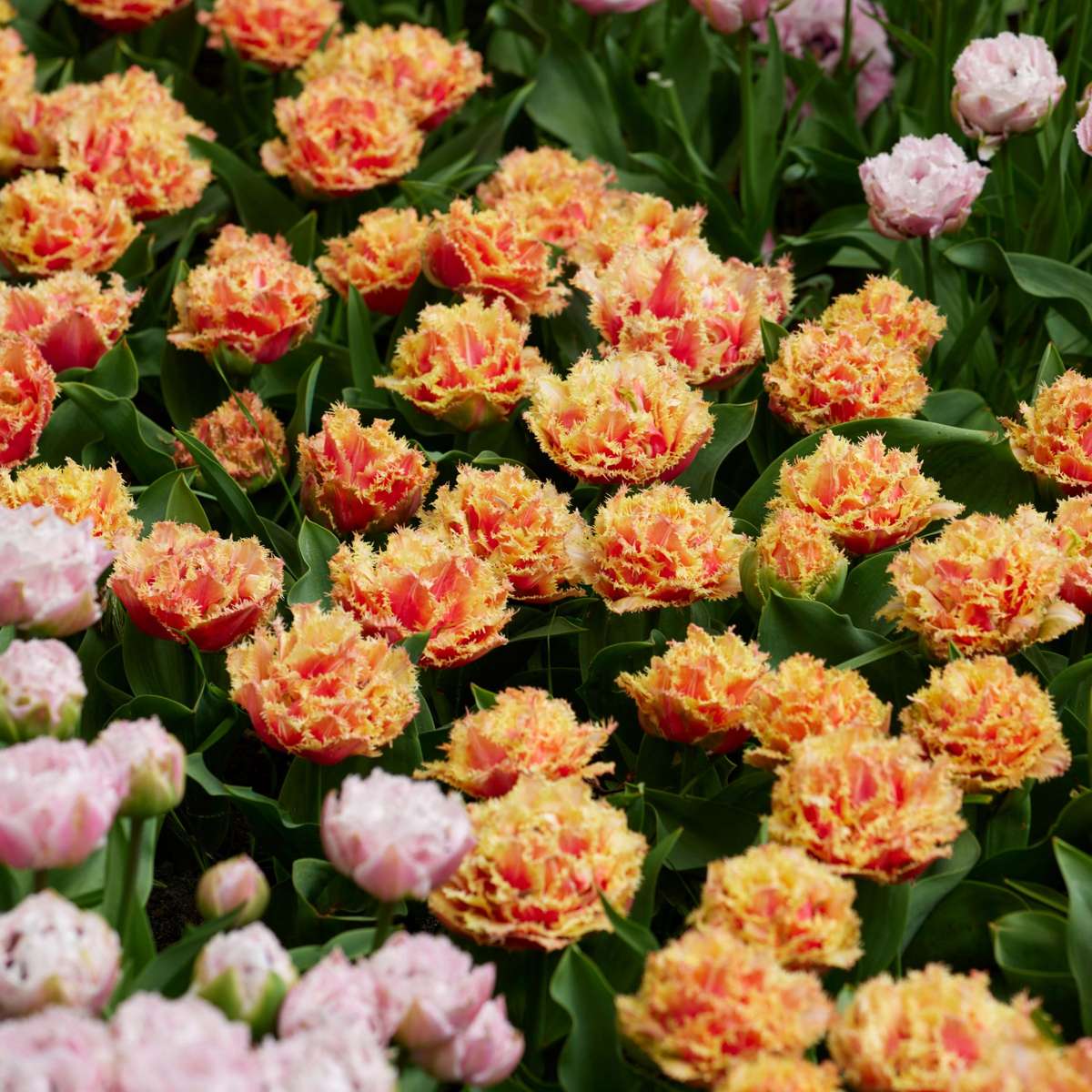 Tulipe - Set de 15 - Tulipa 'Brisbane' - Bulbes à fleurs - Rose