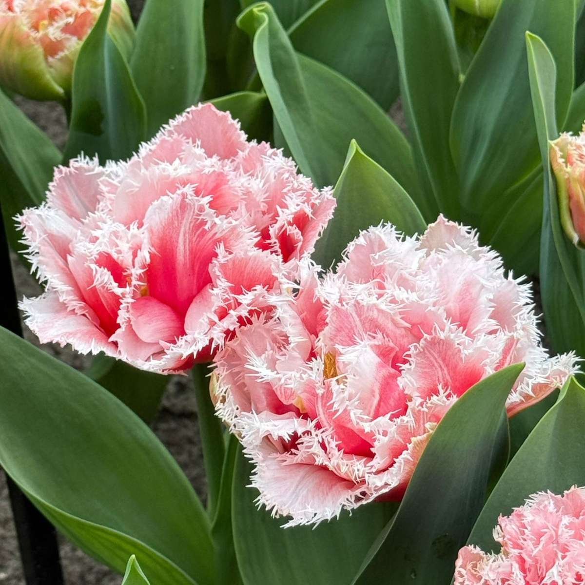 Tulipe - Set de 15 - Tulipa 'Queensland' - Bulbes à fleurs - Rose