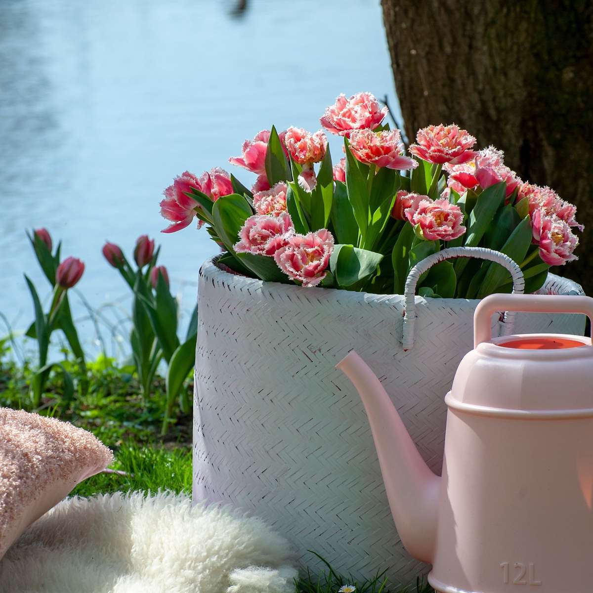 Tulipe - Set de 20 - Tulipa 'Queensland' - Bulbes à fleurs - Rose