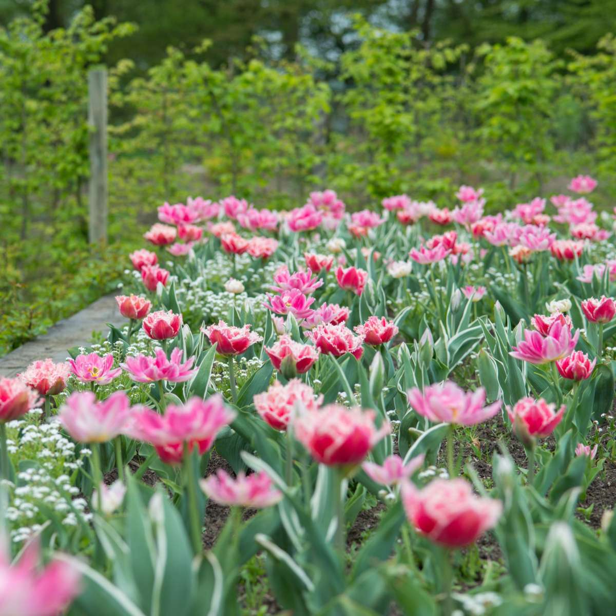 Tulipe - Set de 20 - Tulipa 'Queensland' - Bulbes à fleurs - Rose