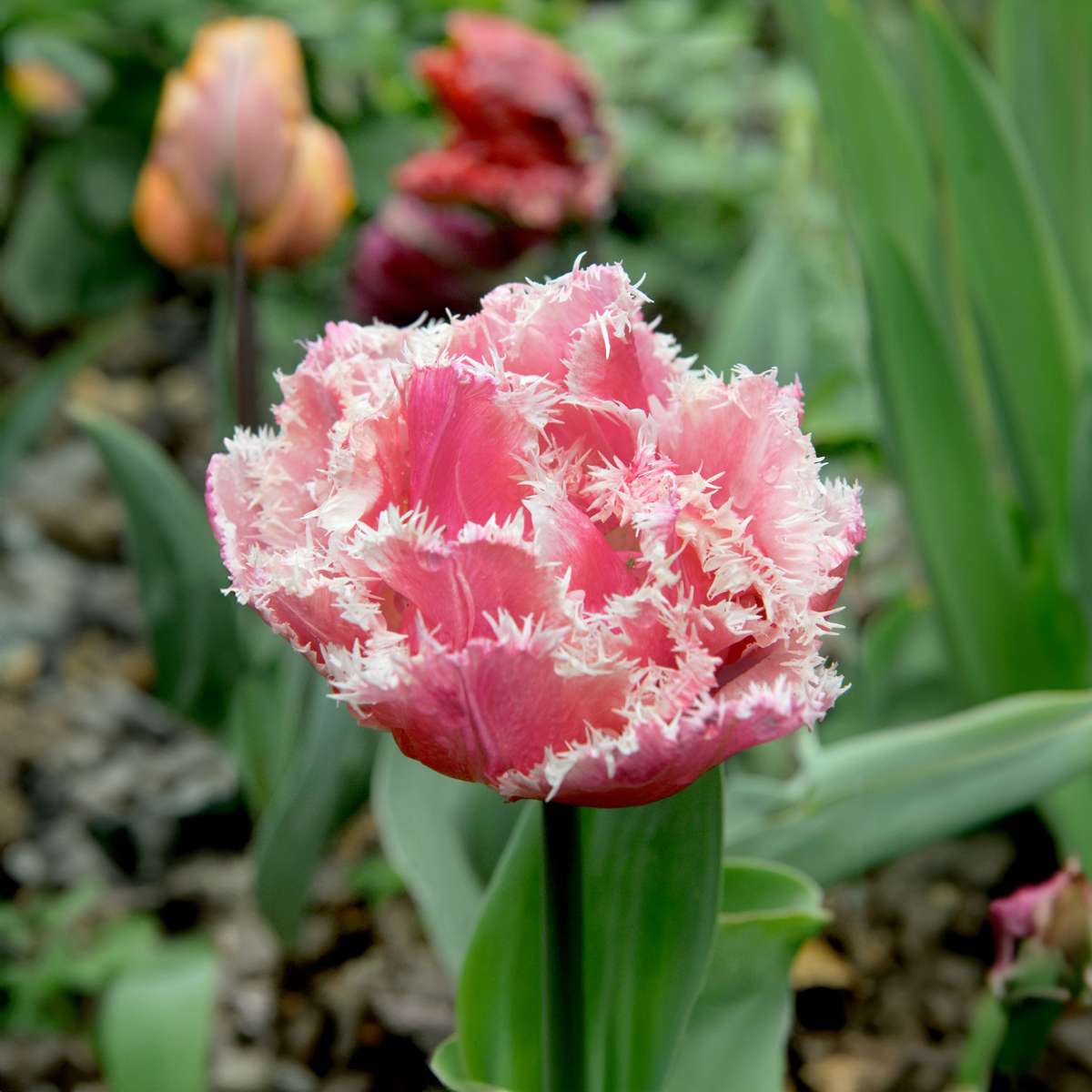 Tulipe - Set de 20 - Tulipa 'Queensland' - Bulbes à fleurs - Rose