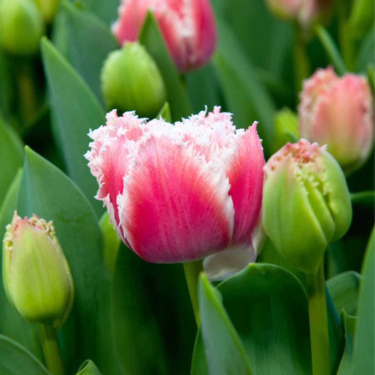 Tulipe - Set de 20 - Tulipa 'Queensland' - Bulbes à fleurs - Rose