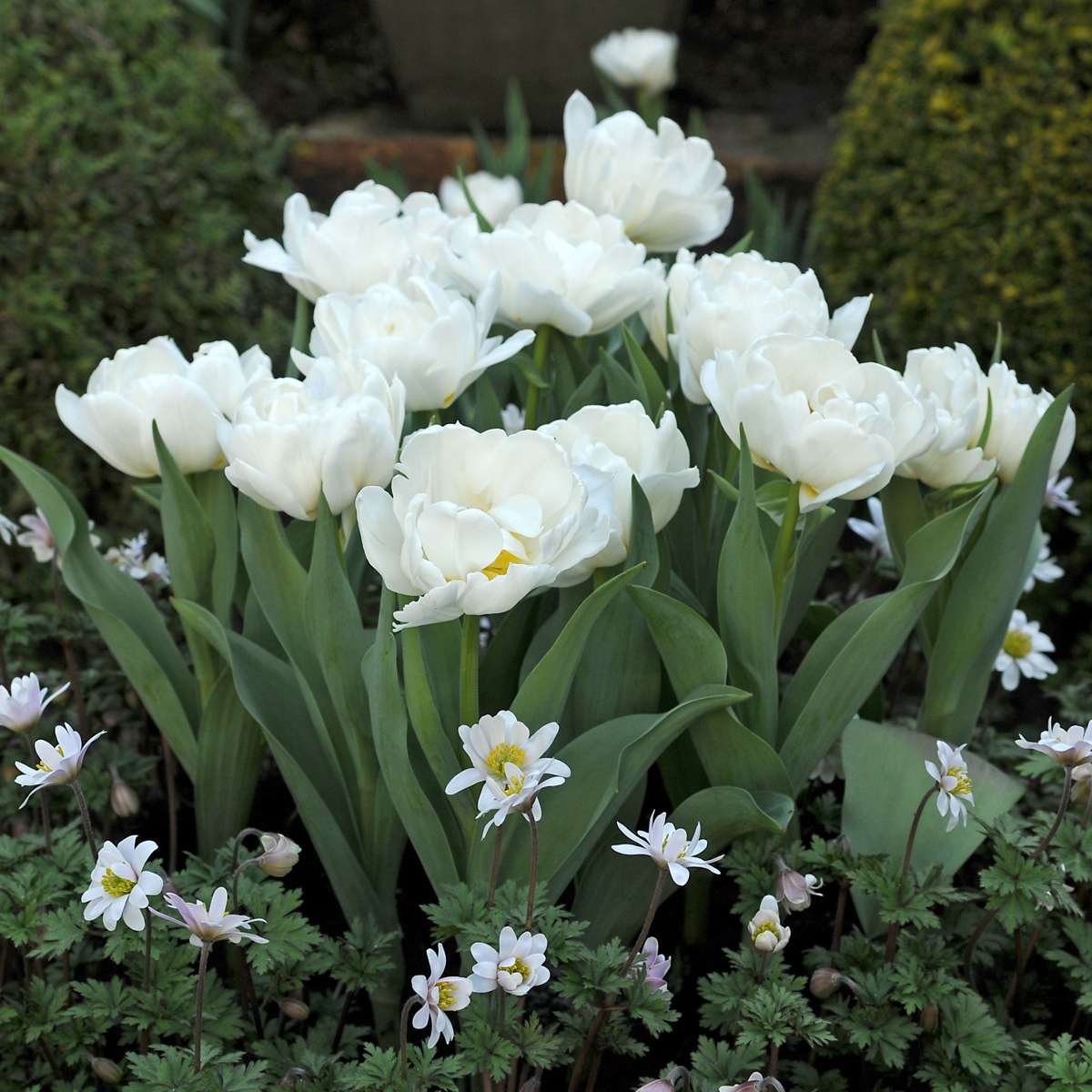 Tulipe - Set de 20 - Tulipa 'Snow Crystal' - Bulbes à fleurs - Blanc