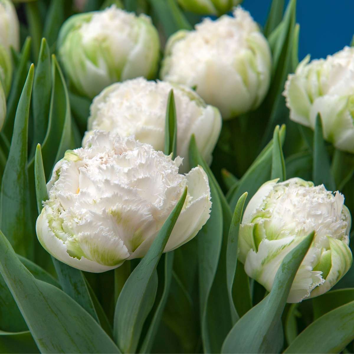 Tulipe - Set de 20 - Tulipa 'Snow Crystal' - Bulbes à fleurs - Blanc
