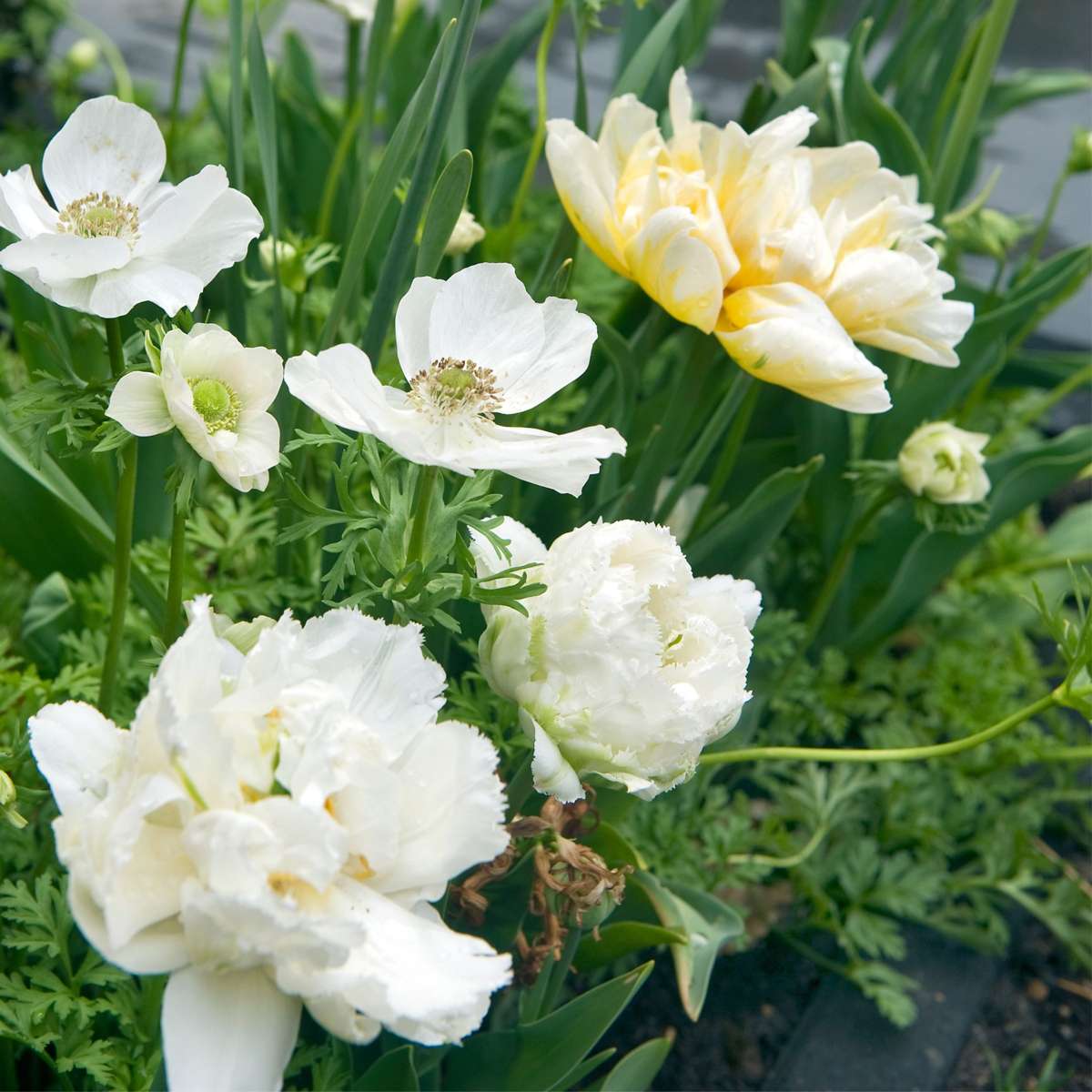 Tulipe - Set de 20 - Tulipa 'Snow Crystal' - Bulbes à fleurs - Blanc