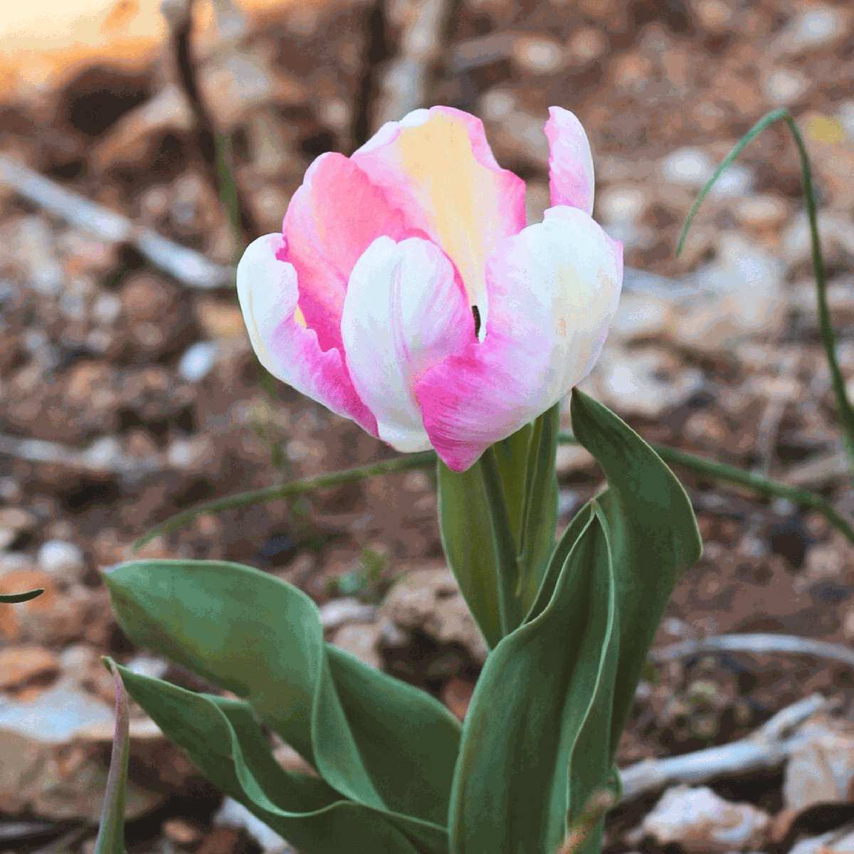 Tulipe - Set de 25 - Tulipa 'Cabanna' - Bulbes à fleurs - Rose
