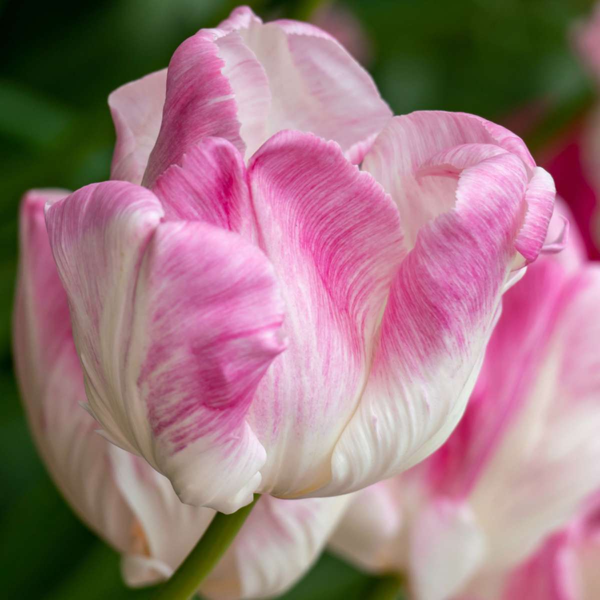 Tulipe - Set de 25 - Tulipa 'Cabanna' - Bulbes à fleurs - Rose