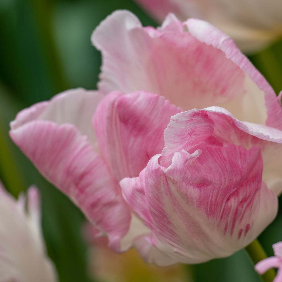 Tulipe - Set de 25 - Tulipa 'Cabanna' - Bulbes à fleurs - Rose