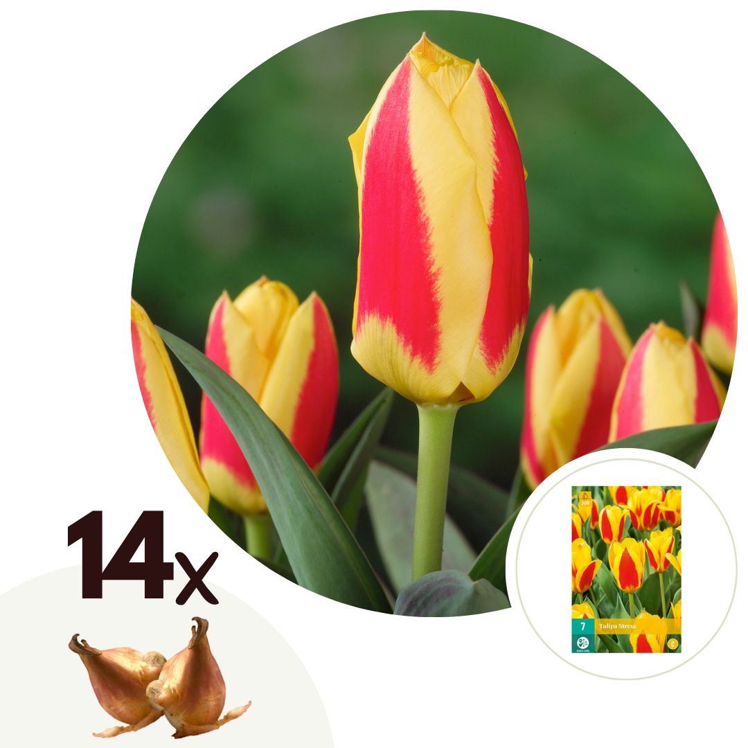 Tulip bulbs - 14 pcs. - Tulipa 'Stresa' - Flower Bulbs - White