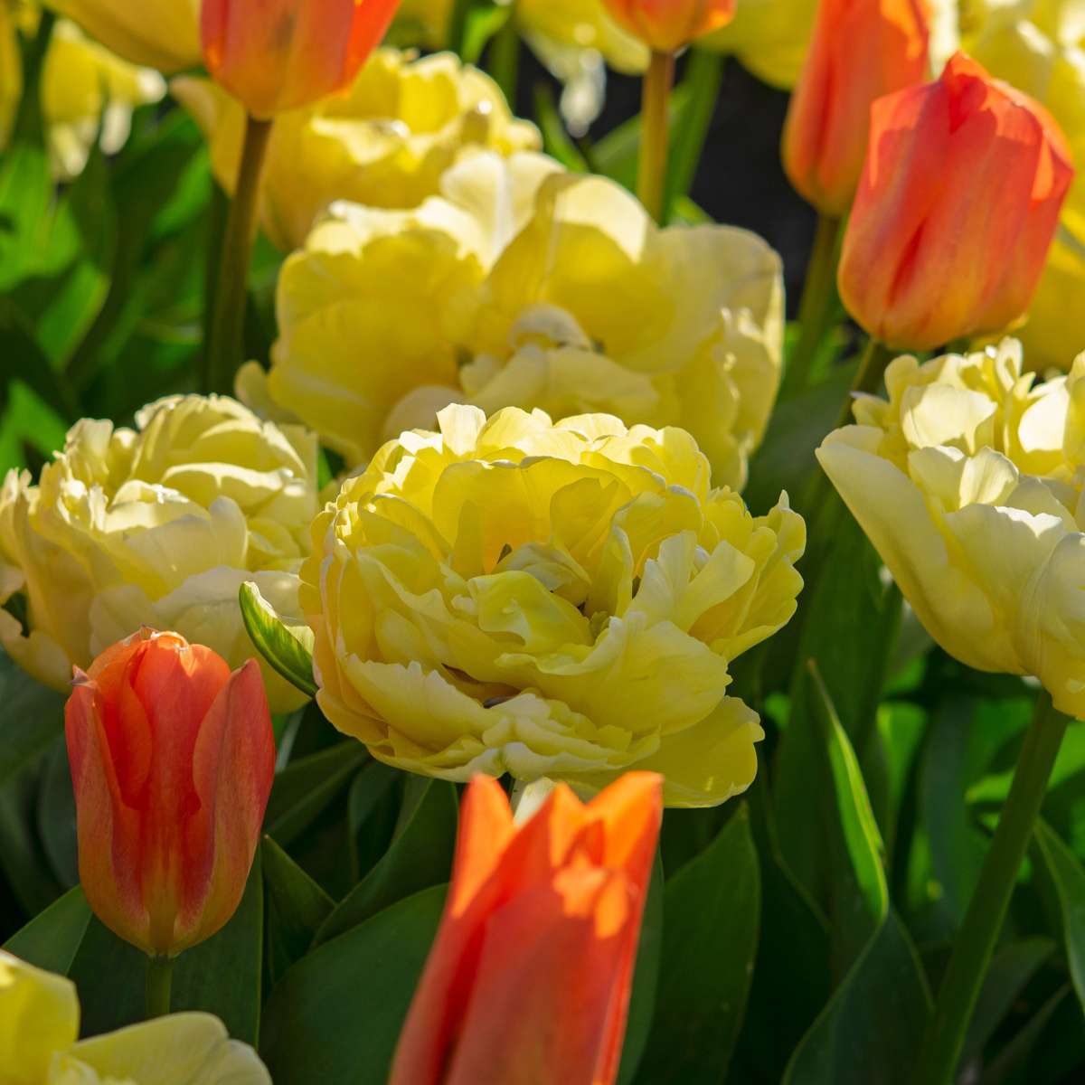 Tulipe - Set de 21 - Tulipa 'Avant Garde' - Bulbes à fleurs - Jaune