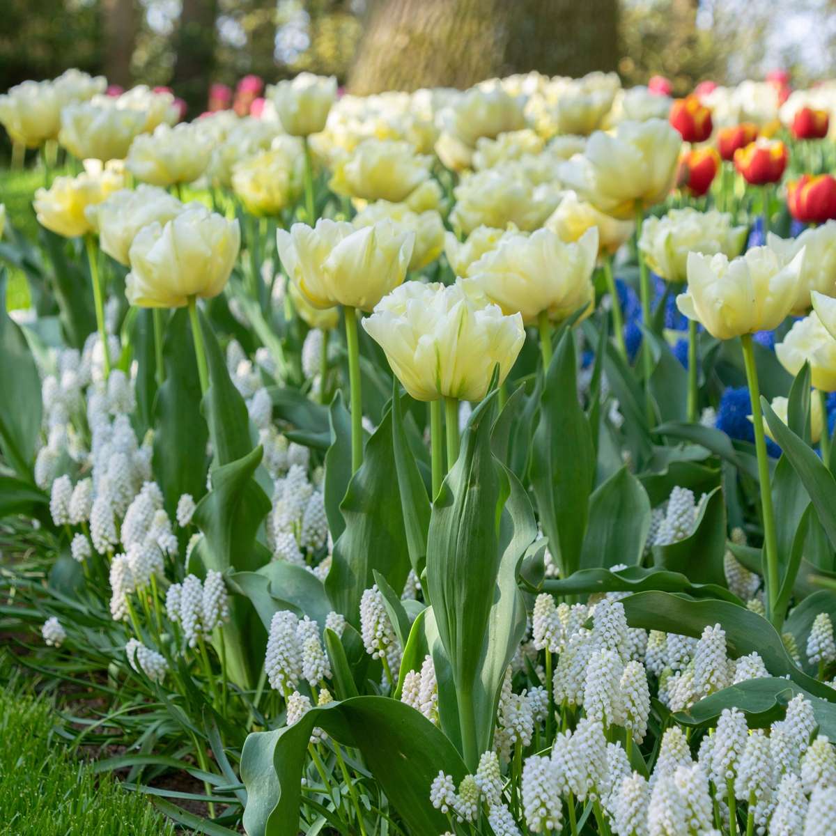 Tulipe - Set de 21 - Tulipa 'Avant Garde' - Bulbes à fleurs - Jaune