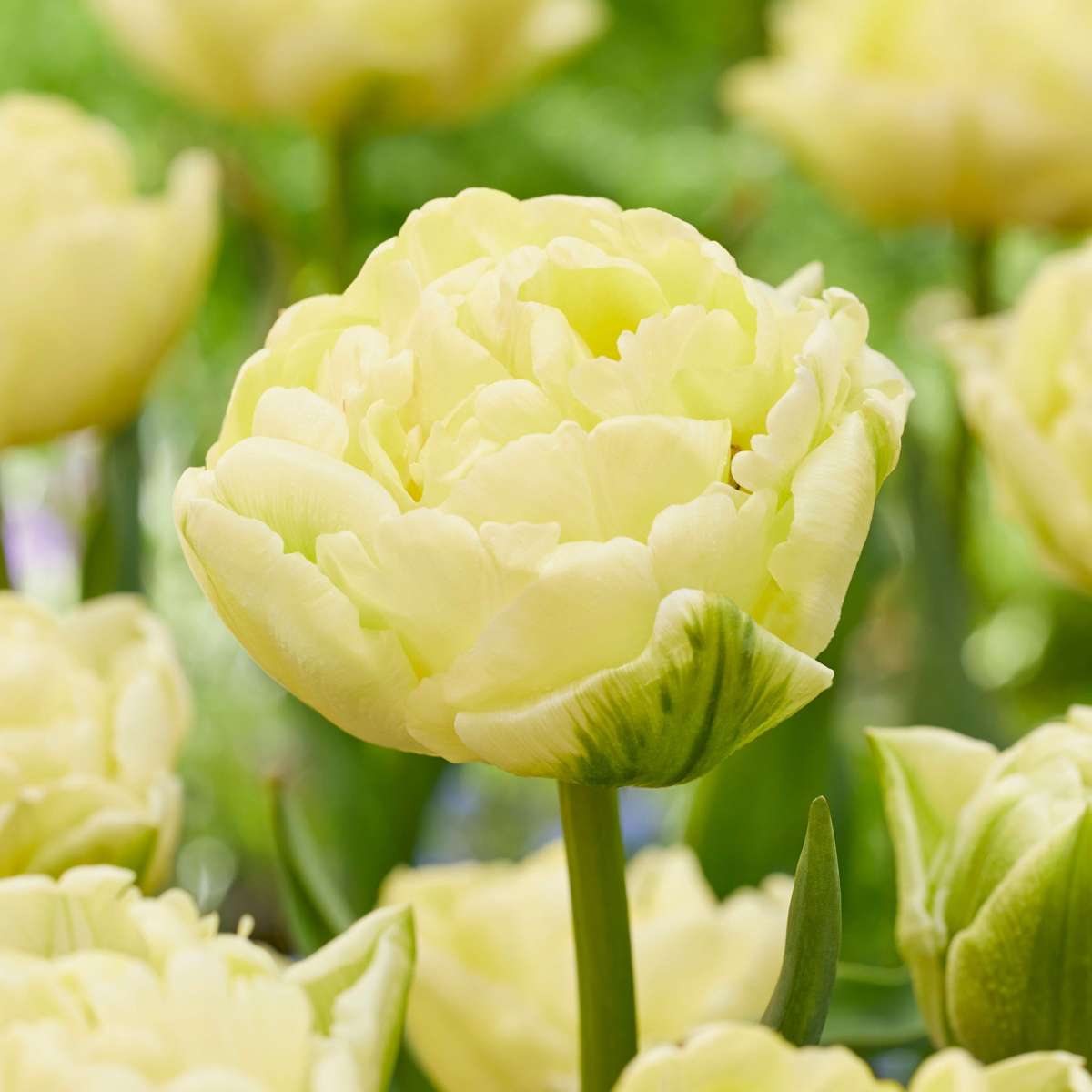Tulipe - Set de 21 - Tulipa 'Avant Garde' - Bulbes à fleurs - Jaune