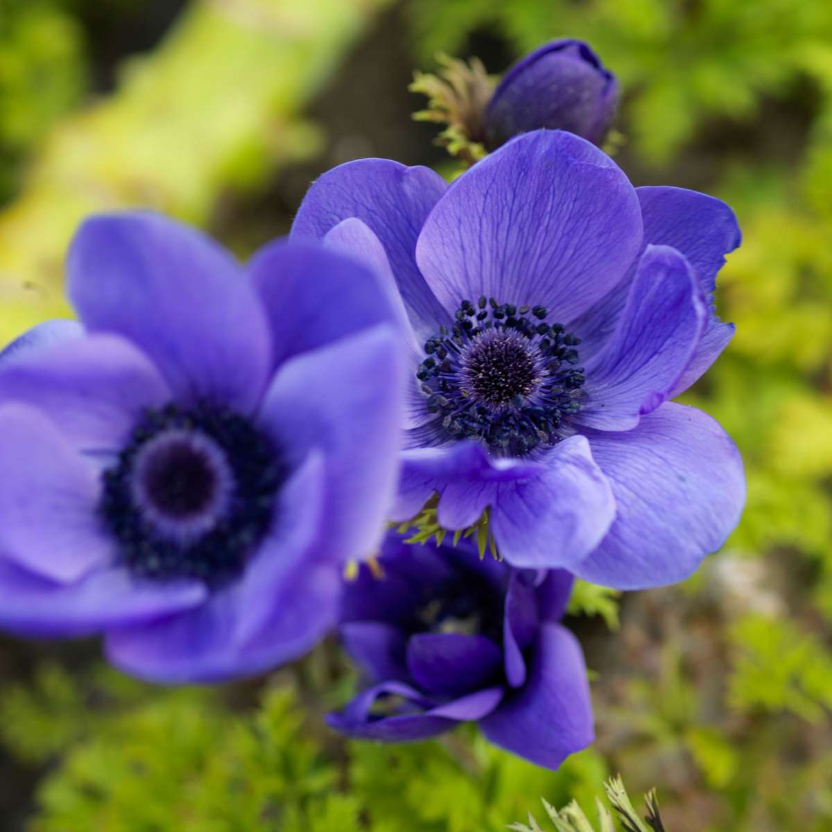 Bulbes - 35 pièces - Coffret Sunny Garden - Anémone, Allium, Narcisse