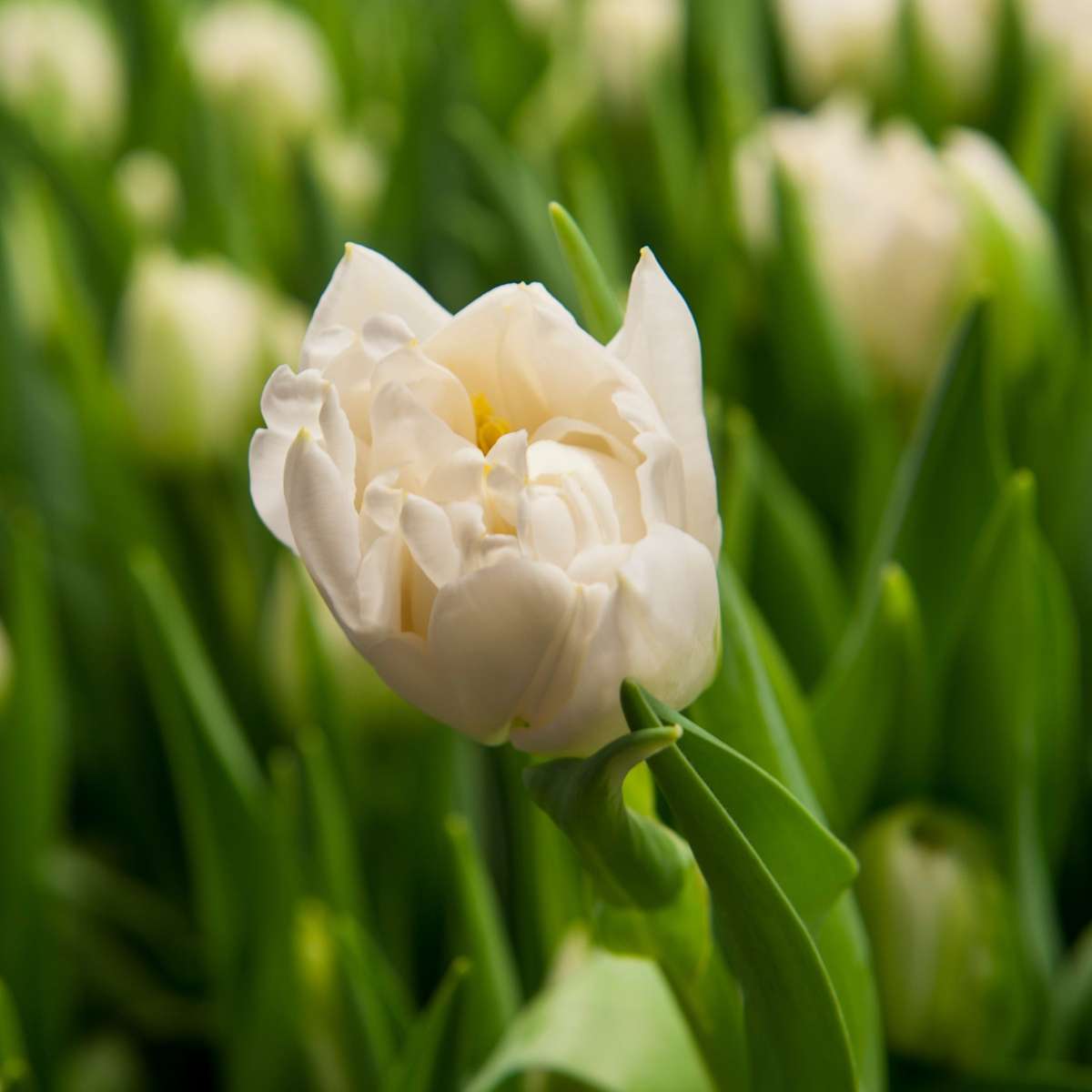 Tulipe - Set de 21 - Tulipa 'Northcap' - Bulbes à fleurs - Jaune - TD Plantz