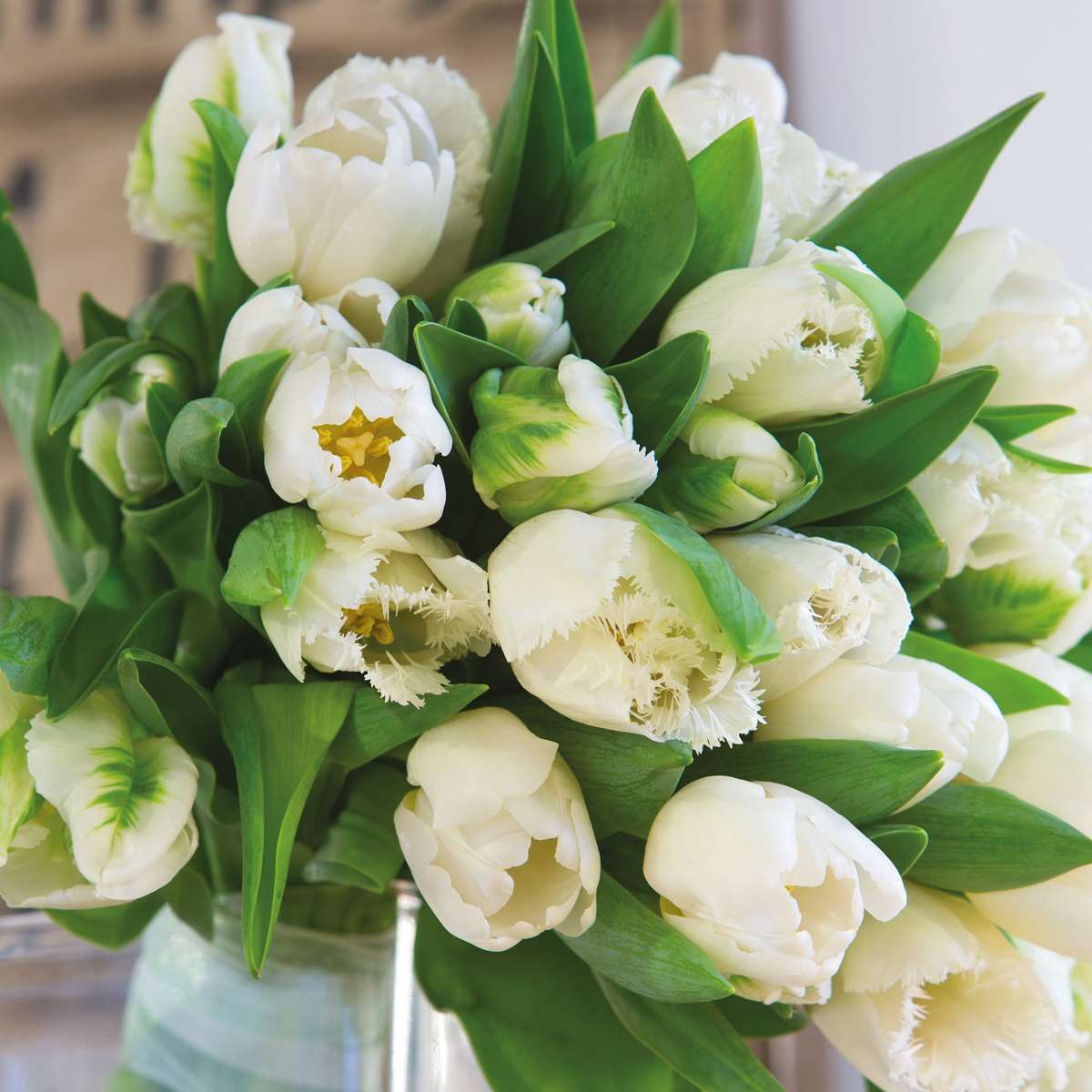 Tulipe - Set de 21 - Tulipa 'Northcap' - Bulbes à fleurs - Jaune - TD Plantz