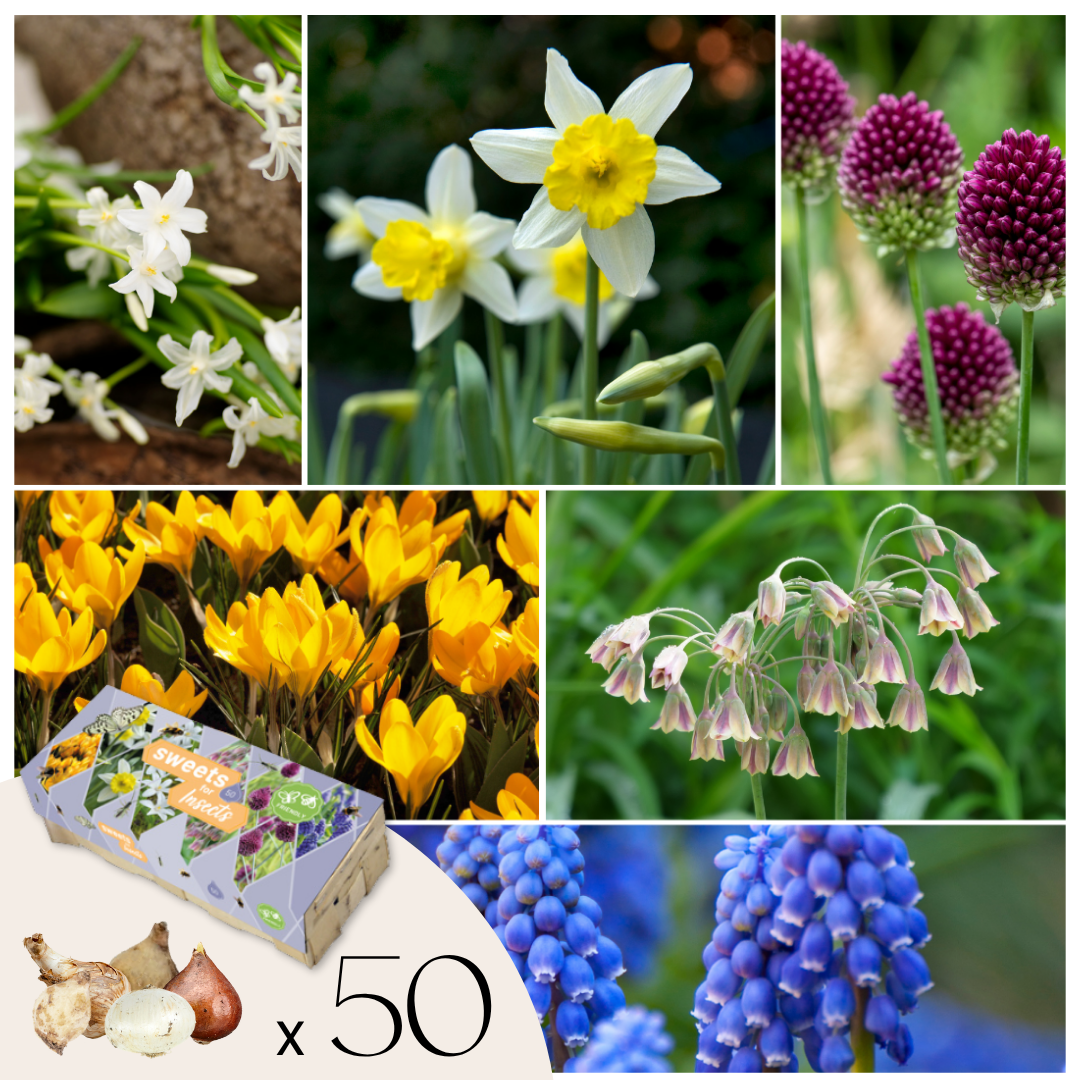 Bulbes à fleurs pour insectes - Mélange de 50 - Attire abeilles & papillons