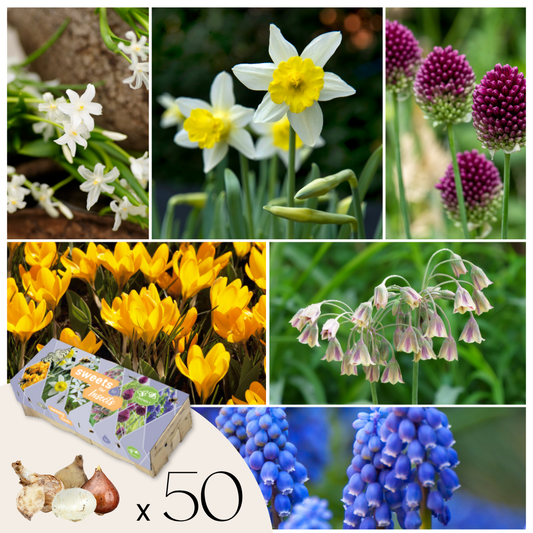 Bulbes à fleurs pour insectes - Mélange de 50 - Attire abeilles & papillons