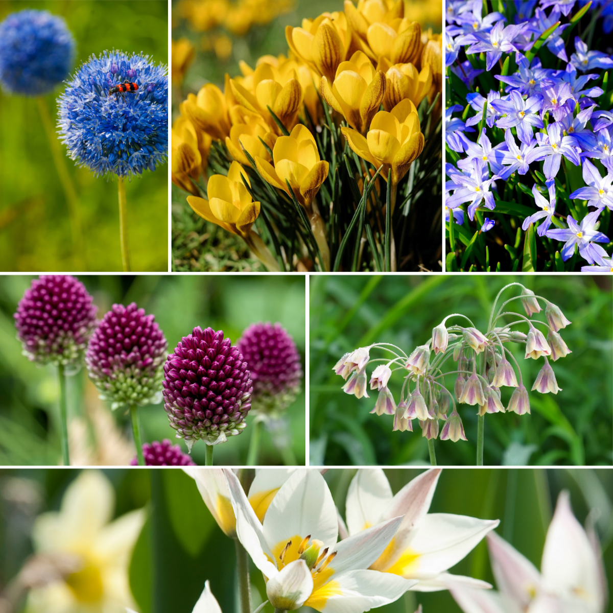 Wild Bee Hotel Box - 60 bulbs - Bee hotel building guide - Hardy for winter
