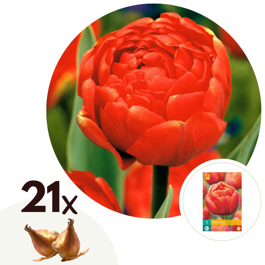 Tulip bulbs - 21 pcs. - Tulipa 'Icoon' - Flower Bulbs - Orange