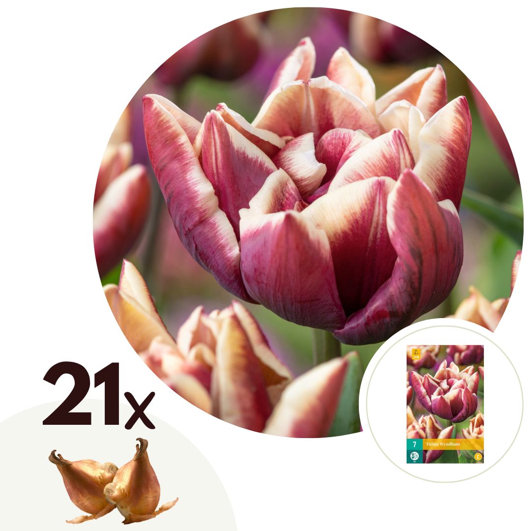 Tulip bulbs - 21 pcs. - Tulipa Wyndham' - Flower Bulbs - Purple