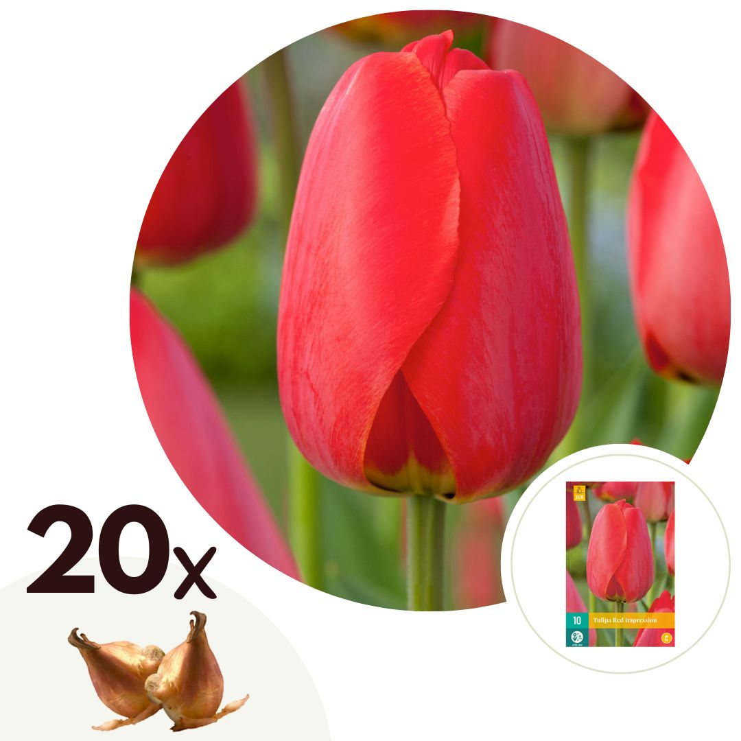 Tulip bulbs - 20 pcs. - Tulipa 'Red Impression' - Flower Bulbs - Red