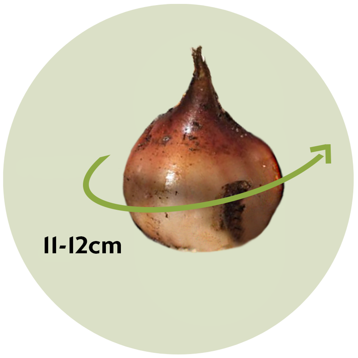 Tulip bulbs - 20 pcs. - Tulipa 'Daydream' - Flower Bulbs - Orange