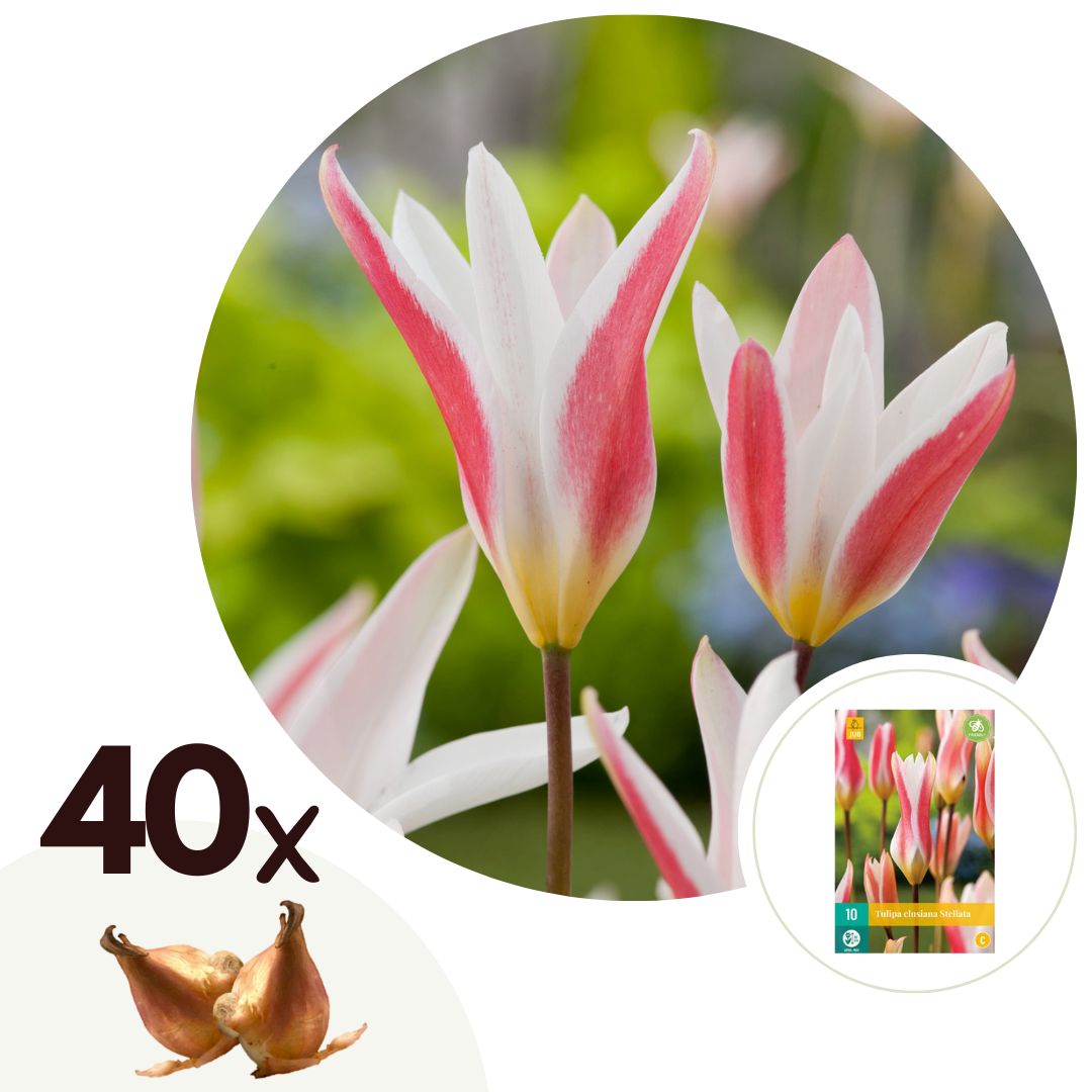 Tulip bulbs - 40 pcs. - Tulipa 'Clusiana Stellata' - Flower Bulbs - Red