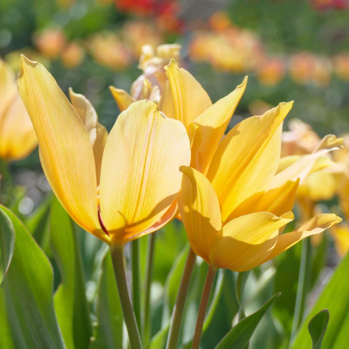 Tulipe - Set de 40 - Tulipa 'Prastants Shogun' - Bulbes à fleurs - Orange