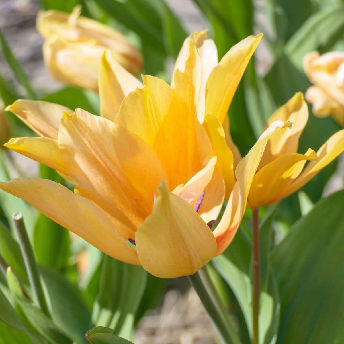 Tulipe - Set de 40 - Tulipa 'Prastants Shogun' - Bulbes à fleurs - Orange