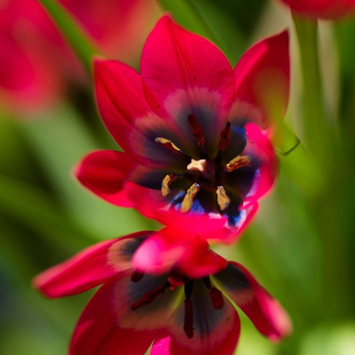 Tulipe - Set de 40 - Tulipa 'Little Beauty' - Bulbes à fleurs - Rouge