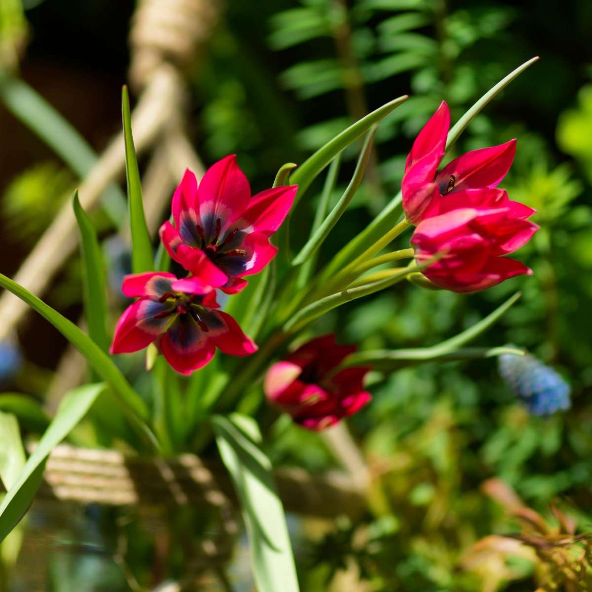 Tulipe - Set de 40 - Tulipa 'Little Beauty' - Bulbes à fleurs - Rouge