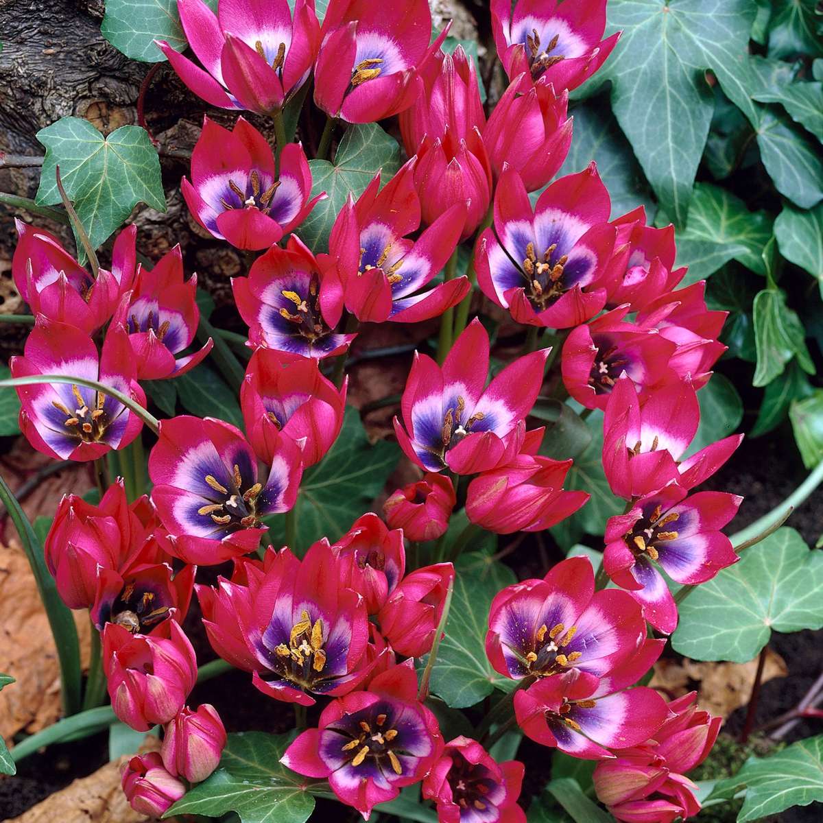 Tulipe - Set de 40 - Tulipa 'Little Beauty' - Bulbes à fleurs - Rouge