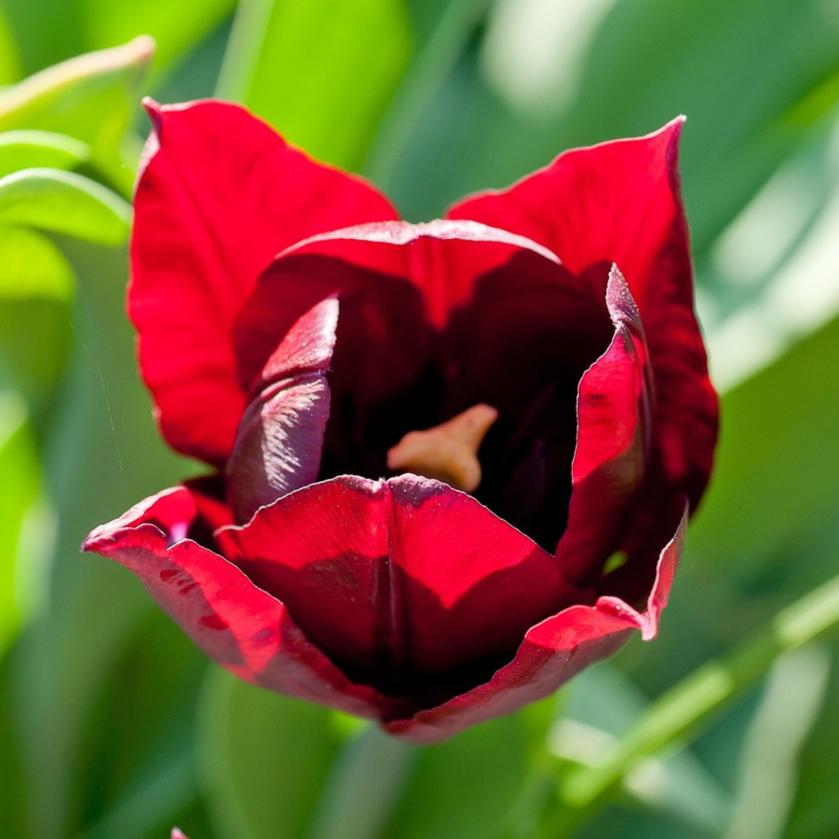 Tulipe - Set de 40 - Tulipa 'Little Beauty' - Bulbes à fleurs - Rouge