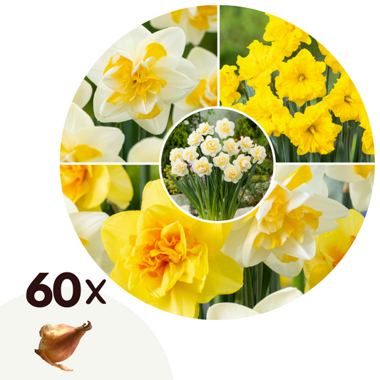 Daffodil bulbs - 60 pcs. - Narcissus 'Double Mix' - Flower Bulbs
