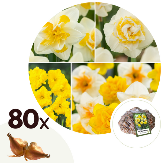 Daffodil bulbs - 80 pcs. - Narcissus 'Double Mix' - Flower Bulbs
