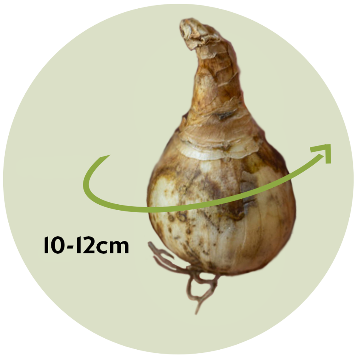 Daffodil bulbs - 40 pcs. - Narcissus 'Double Mix' - Flower Bulbs - TD Plantz